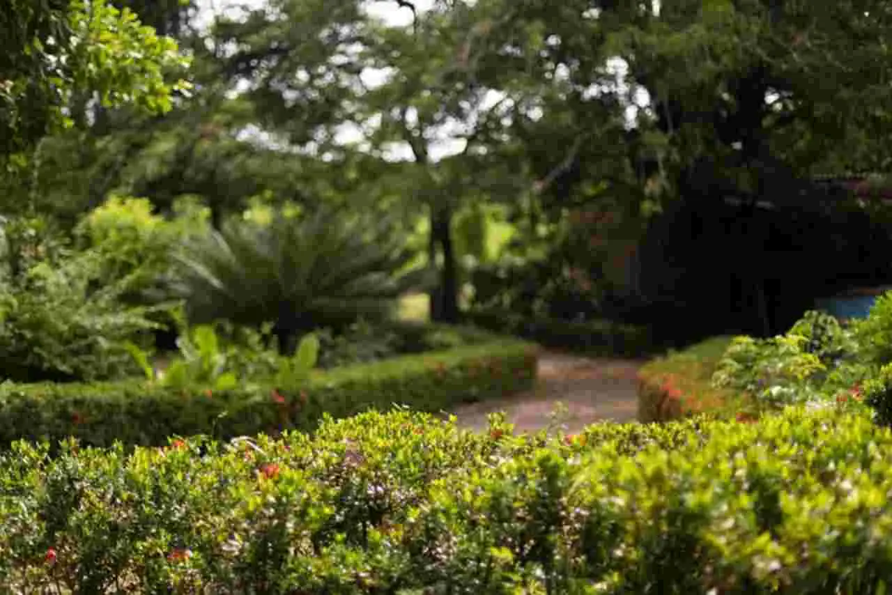 SS - giardino dei sogni italia