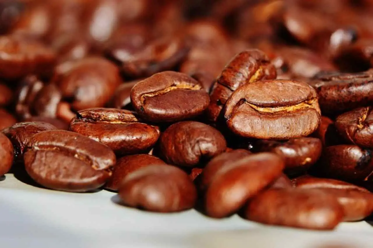 SP - Terriccio con fondi di caffè sparsi